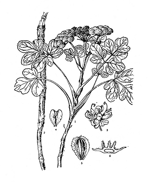 Natural compounds from  Glehnia littoralis